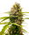 Sensi Mandarin Punch | Fem | 5er