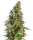Sensi Seeds Afghani # 1 | Auto | 3er