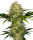 Sensi Seeds Afghani # 1 | Fem | 10er