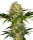 Sensi Seeds Afghani # 1 | Fem | 3er