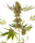 Sensi Seeds Alpine Delight CBD | Auto | 10er