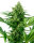 Sensi Seeds Banana Frosting | Fem | 3er