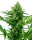 Sensi Seeds Banana Frosting | Fem | 5er