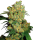 Sensi Seeds Big Bud | Fem | 10er
