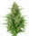 Sensi Seeds Double Kush Cake | Auto | 10er