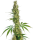 Sensi Seeds Eagle Bill | Reg | 10er