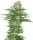 Sensi Seeds Early Skunk | Auto | 3er