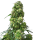 Sensi Seeds Early Skunk | Fem | 5er