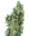 Sensi Seeds First Lady | Reg | 10er