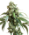 Sensi Seeds Jack Flash | Reg | 10er