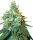 Sensi Seeds Jack Herer | Reg | 10er