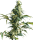Sensi Seeds Mexican Sativa | Reg | 10er