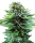 Sensi Seeds Northern Lights | Auto | 10er