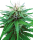 Sensi Seeds Ruderalis Indica | Reg | 10er