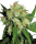 Sensi Seeds Sensi Skunk | Fem | 5er