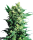Sensi Seeds Shiva Shanti II | Reg | 10er
