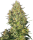 Sensi Seeds Shiva Skunk | Fem | 3er