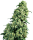 Sensi Seeds Skunk # 1 | Reg | 10er