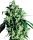 Sensi Seeds Super Skunk | Fem | 5er