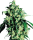 Sensi Seeds Super Skunk | Reg | 10er