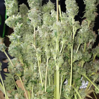 Super Sativa Seed Club Auto Bruce Lemon Diesel | Auto | 8er
