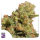 Super Sativa Seed Club Auto Bruce Lemon Diesel | Auto | 8er