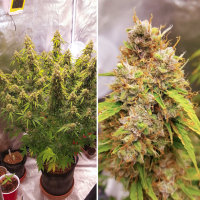 Super Sativa Seed Club Auto Creeper | Auto | 3er