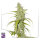 Super Sativa Seed Club Auto Creeper | Auto | 3er