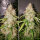 Super Sativa Seed Club Auto Creeper | Auto | 3er