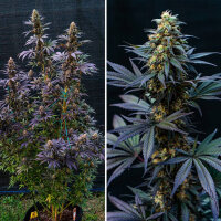 Super Sativa Seed Club Black Lebanon | Fem | 8er