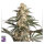 Super Sativa Seed Club Black Lebanon | Fem | 8er