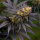 Super Sativa Seed Club Black Lebanon | Fem | 8er
