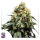 Super Sativa Seed Club Bruce Lemon Diesel | Fem | 3er