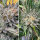 Super Sativa Seed Club Bruce Lemon Diesel | Fem | 3er
