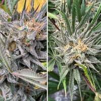 Super Sativa Seed Club Bruce Lemon Diesel | Fem | 5er