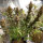Super Sativa Seed Club Bruce Lemon Diesel | Fem | 5er