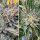 Super Sativa Seed Club Bruce Lemon Diesel | Fem | 5er