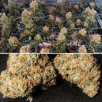 Super Sativa Seed Club Creamy Kees | Reg | 24er