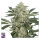 Super Sativa Seed Club Creamy Kees | Reg | 24er