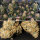 Super Sativa Seed Club Creamy Kees | Reg | 24er