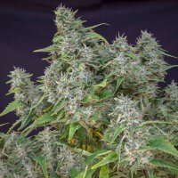 Super Sativa Seed Club Frosty Friday | Reg | 12er