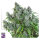 Super Sativa Seed Club Frosty Friday | Reg | 12er