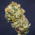 Super Sativa Seed Club Frosty Friday | Reg | 12er