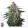 Super Sativa Seed Club Karels Haze | Reg | 12er