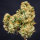 Super Sativa Seed Club Karels Haze | Reg | 12er