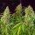Super Sativa Seed Club Karels Herer Haze | Fem | 5er