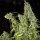 Super Sativa Seed Club Karels Herer Haze | Fem | 5er