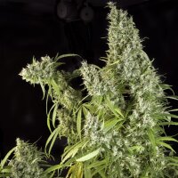 Super Sativa Seed Club Karels Herer Haze | Reg | 12er