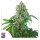 Super Sativa Seed Club Karels Herer Haze | Reg | 12er