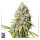 Super Sativa Seed Club Kosher Haze | Fem | 3er